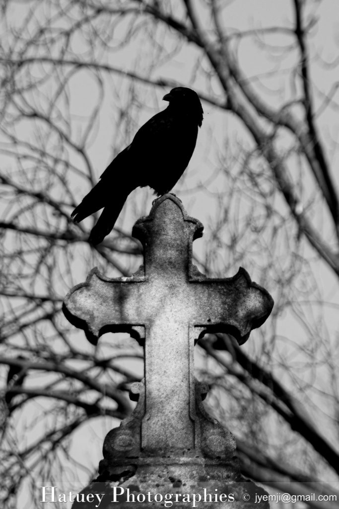 Père Lachaise, Cimetière, Cemetery, Animaux, Art Funéraire, Cimetière du Père Lachaise, Corbeaux, France, Friedhof, Hatuey Photographies, Lachaise, Oiseaux, Paris, cimitero, graveyard,Crows