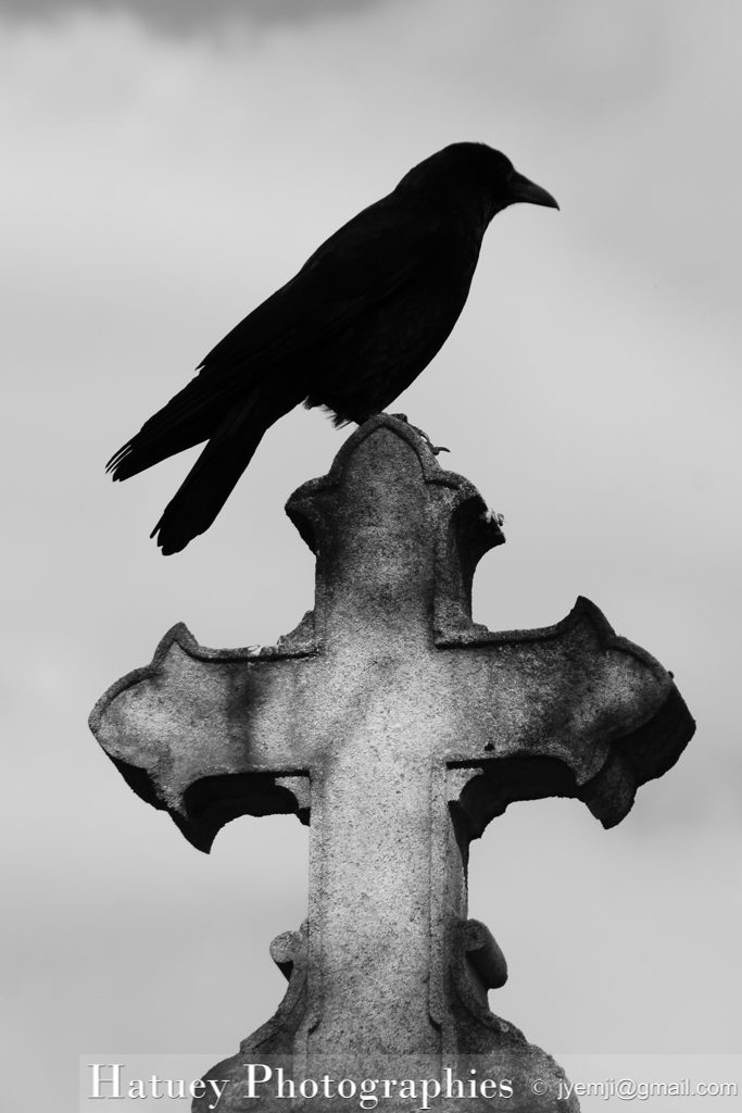 Père Lachaise, Cimetière, Cemetery, Animaux, Art Funéraire, Cimetière du Père Lachaise, Corbeaux, France, Friedhof, Hatuey Photographies, Lachaise, Oiseaux, Paris, cimitero, graveyard,Crows