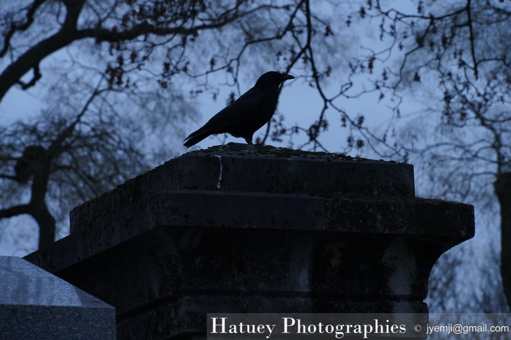 Père Lachaise, Cimetière, Cemetery, Animaux, Art Funéraire, Cimetière du Père Lachaise, Corbeaux, France, Friedhof, Hatuey Photographies, Lachaise, Oiseaux, Paris, cimitero, graveyard,Crows