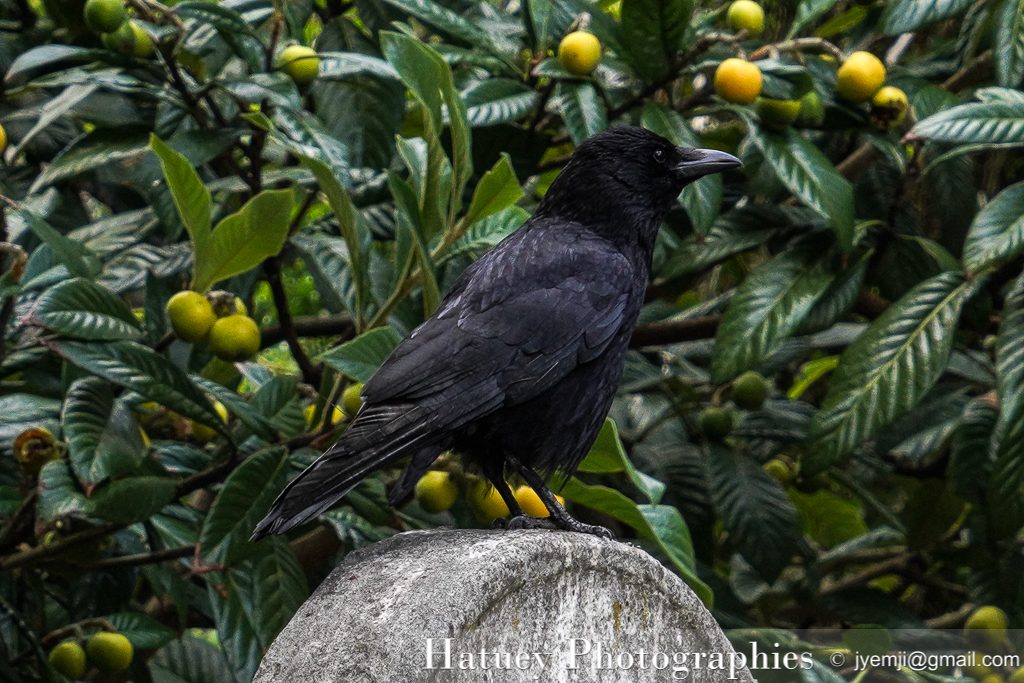 Père Lachaise, Cimetière, Cemetery, Animaux, Art Funéraire, Cimetière du Père Lachaise, Corbeaux, France, Friedhof, Hatuey Photographies, Lachaise, Oiseaux, Paris, cimitero, graveyard,Crows