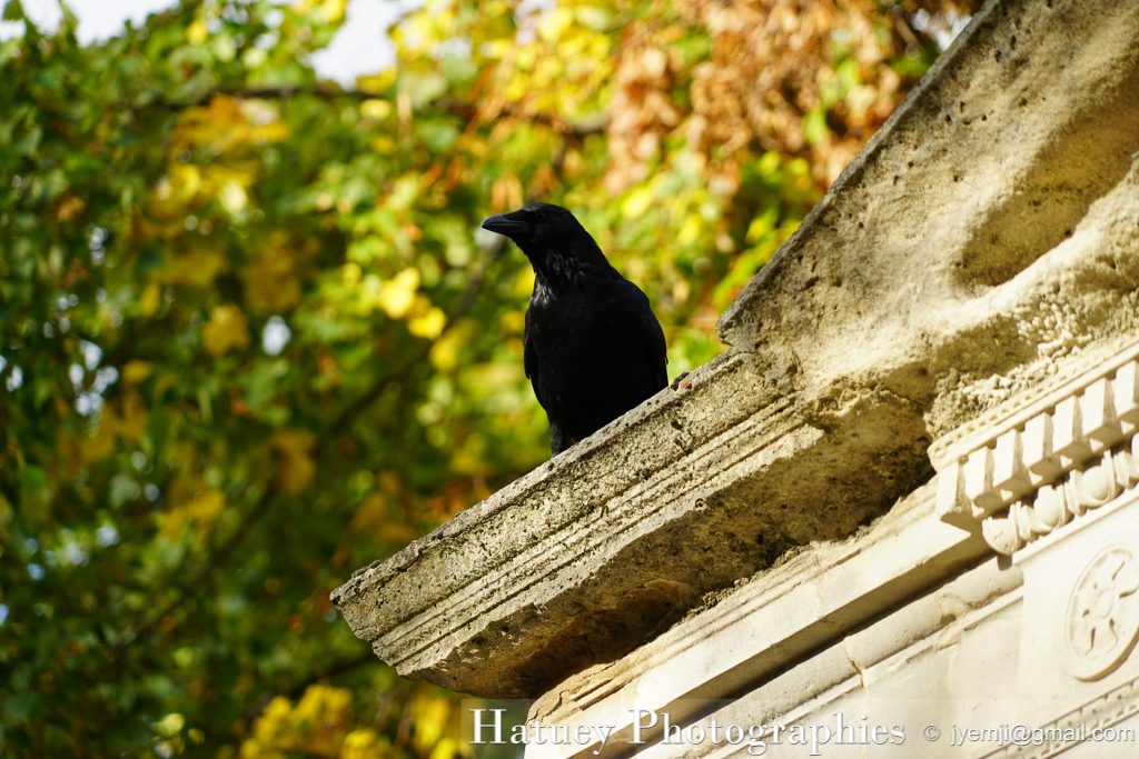 Père Lachaise, Cimetière, Cemetery, Animaux, Art Funéraire, Cimetière du Père Lachaise, Corbeaux, France, Friedhof, Hatuey Photographies, Lachaise, Oiseaux, Paris, cimitero, graveyard,Crows