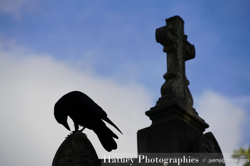 Père Lachaise, Cimetière, Cemetery, Animaux, Art Funéraire, Cimetière du Père Lachaise, Corbeaux, France, Friedhof, Hatuey Photographies, Lachaise, Oiseaux, Paris, cimitero, graveyard,Crows