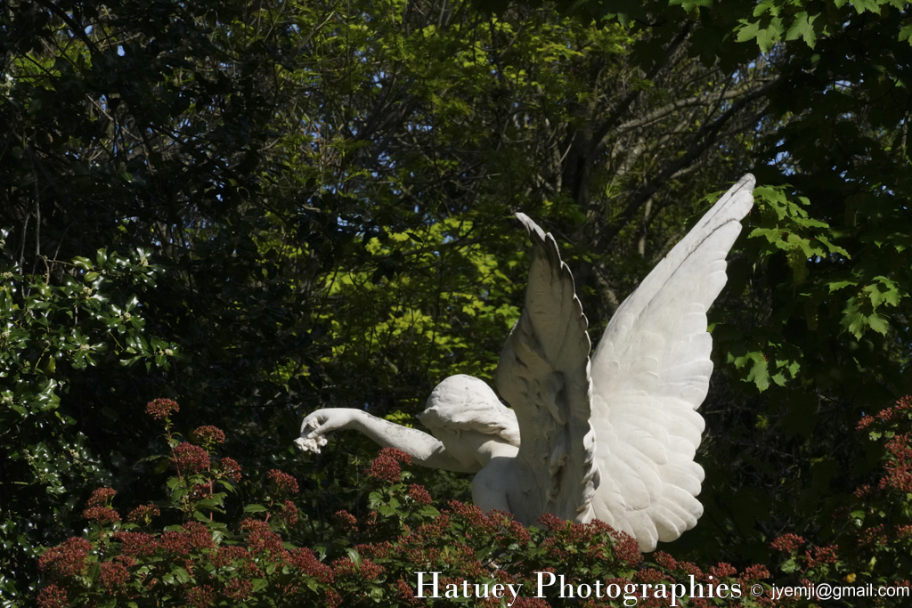 Cimetière du Père-Lachaise, Tombe de GALEZOWSKA Odette (1893-1943) "©Hatuey Photographies"

©Hatuey Photographies, Ange, Art Funéraire, Cementerio, Cemetery, CemeteryPhotography, Cimetiere, Cimetière, Cimetière du Père-Lachaise, Cimitero, Division 11, France, Friedhof, GALEZOWSKA Odette, GALEZOWSKI Xavier François (1832-1907), Graveyard, Illustration, Marbre, Paris, Père-Lachaise, PereLachaisePhotographie, Photo Cimetière du Père-Lachaise, Rue:Chemin DENON, Sculpture, Statue, Statue d'ange, TAMBERLICK Enrico (1820-1889)